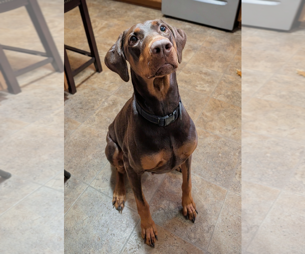 Medium Photo #2 Doberman Pinscher Puppy For Sale in Buffalo, MN, USA
