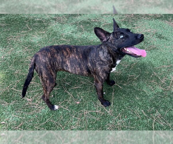Medium Photo #3 Dutch Shepherd -Unknown Mix Puppy For Sale in San Juan Capistrano, CA, USA