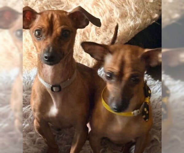 Medium Photo #3 Chihuahua-Unknown Mix Puppy For Sale in Ventura, CA, USA