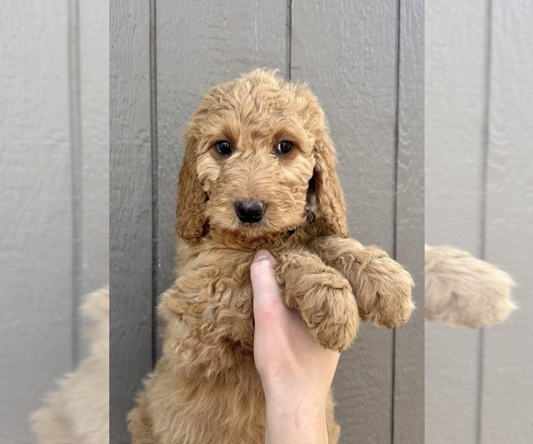 Medium Photo #5 Goldendoodle mix (+ Poodle Standard) Puppy For Sale in GREENVILLE, OH, USA