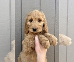 Puppy Lucas Goldendoodle mix (+ Poodle Standard)