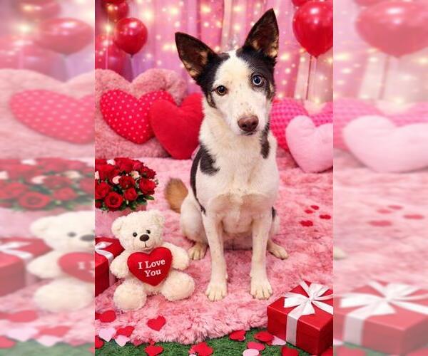 Medium Photo #1 Siberian Husky-Unknown Mix Puppy For Sale in Globe, AZ, USA