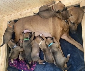 Rhodesian Ridgeback Litter for sale in KELLER, TX, USA