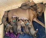 Image preview for Ad Listing. Nickname: Litter of 8