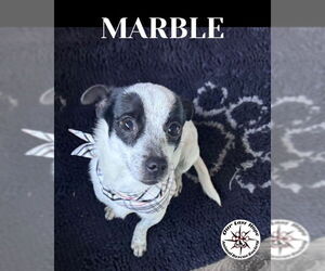 Rat Terrier-Unknown Mix Dogs for adoption in Princeton, British Columbia, Canada