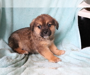 Beagle-Norwegian Elkhound Mix Puppy for sale in SHILOH, OH, USA