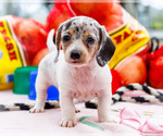 Small #11 Dachshund