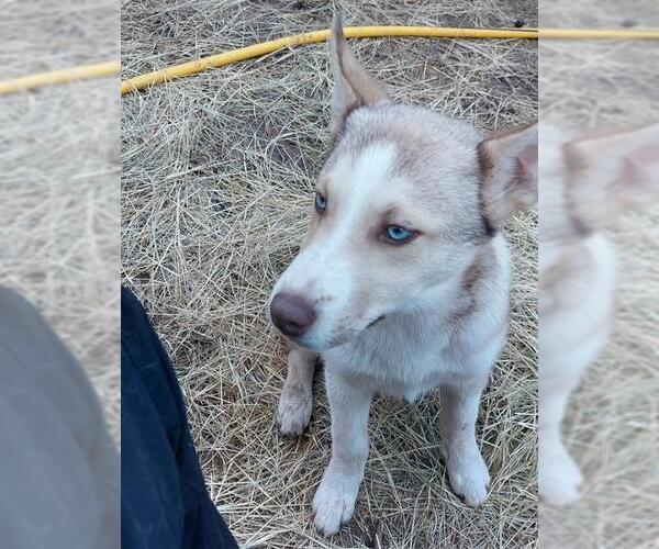 Medium Photo #1 Siberian Husky-Unknown Mix Puppy For Sale in San Antonio, TX, USA