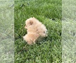 Small Photo #3 Pomeranian Puppy For Sale in SILEX, MO, USA