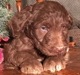Small Photo #6 Aussiedoodle Puppy For Sale in ARBA, IN, USA