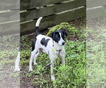 Small #8 Jack Russell Terrier Mix
