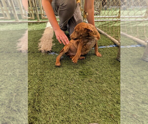 Medium Photo #2 Dachshund-Unknown Mix Puppy For Sale in garner, NC, USA