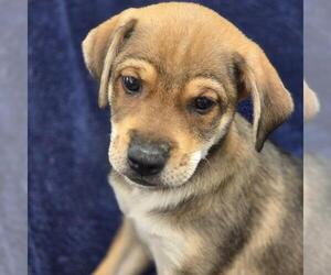 Chihuahua-Unknown Mix Dogs for adoption in San Diego, CA, USA