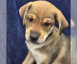 Phoenix Pup - Pinal - Female Chihuahua-Unknown Mix Dog for Adoption - Small photo