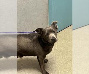 Chihuahua-Unknown Mix Dogs for adoption in Las Vegas, NV, USA