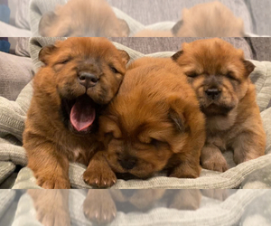 Chow Chow Puppy for sale in SAN BRUNO, CA, USA