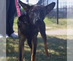 Mutt Dogs for adoption in San Antonio, TX, USA