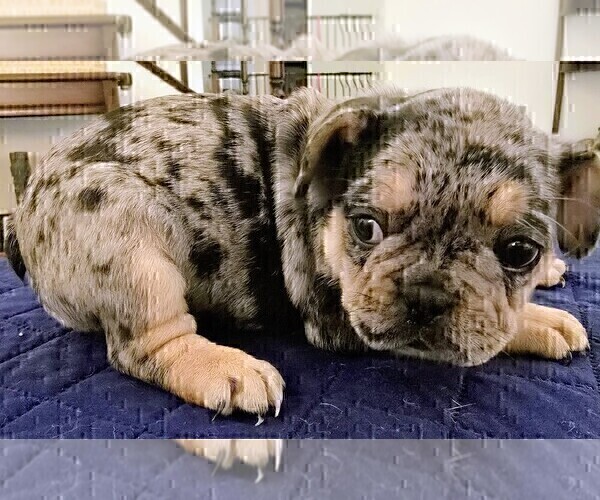 Medium Photo #1 French Bulldog Puppy For Sale in CHINO HILLS, CA, USA
