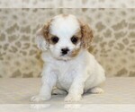 Small #2 Cavapoo