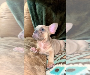 French Bulldog Puppy for Sale in RICHARDS, Texas USA