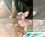 Small French Bulldog