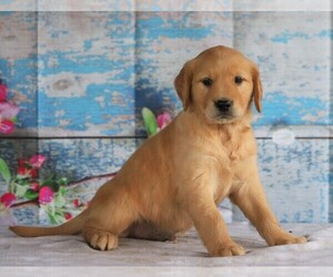 Golden Retriever Puppy for sale in FREDERICKSBG, OH, USA