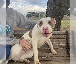 Bullboxer Pit Dogs for adoption in Denton, TX, USA