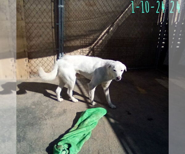 Medium Photo #2 Mutt Puppy For Sale in Apple Valley, CA, USA