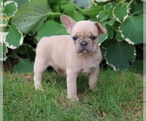 French Bulldog Puppy for sale in LANCASTER, PA, USA