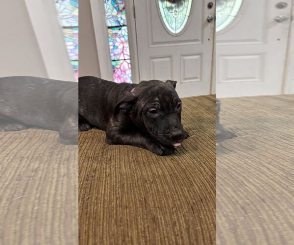 Medium Photo #7 Staffordshire Bull Terrier-Unknown Mix Puppy For Sale in Holly Springs, NC, USA