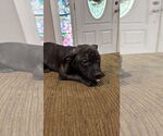 Small #6 Staffordshire Bull Terrier Mix