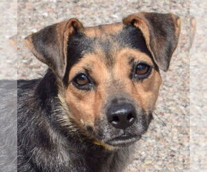 Puggle Dogs for adoption in Huntley, IL, USA