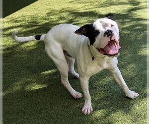 American Bulldog Dogs for adoption in San Martin, CA, USA