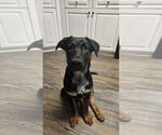 Small German Shepherd Dog