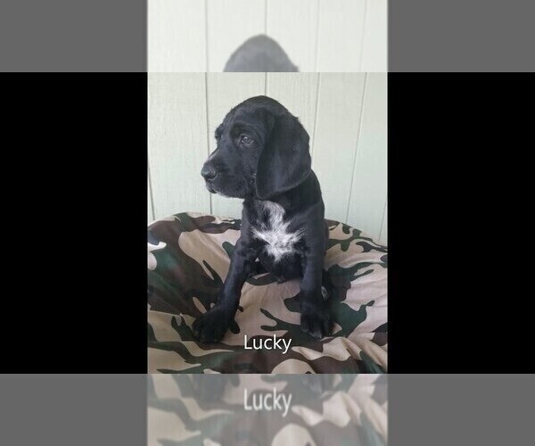 Medium Photo #12 Labrador Retriever-Majestic Tree Hound Mix Puppy For Sale in ELLENSBURG, WA, USA