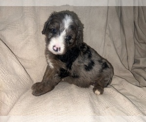 Aussiedoodle Puppy for sale in NEWNAN, GA, USA
