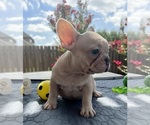 Small Photo #16 French Bulldog Puppy For Sale in ROUND ROCK, TX, USA