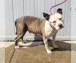 Small American Pit Bull Terrier