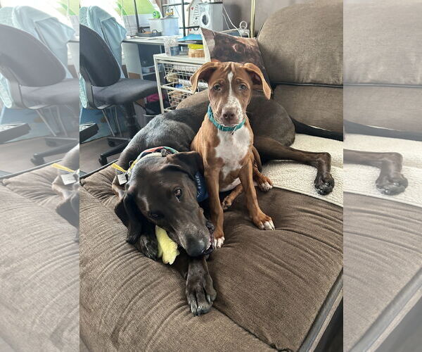 Medium Photo #5 Mutt Puppy For Sale in Doylestown, PA, USA