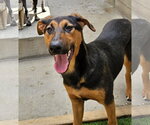 Small #5 Doberman Pinscher-German Shepherd Dog Mix