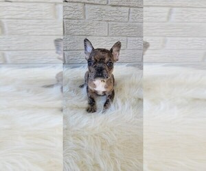 Faux Frenchbo Bulldog Puppy for sale in INDIANAPOLIS, IN, USA