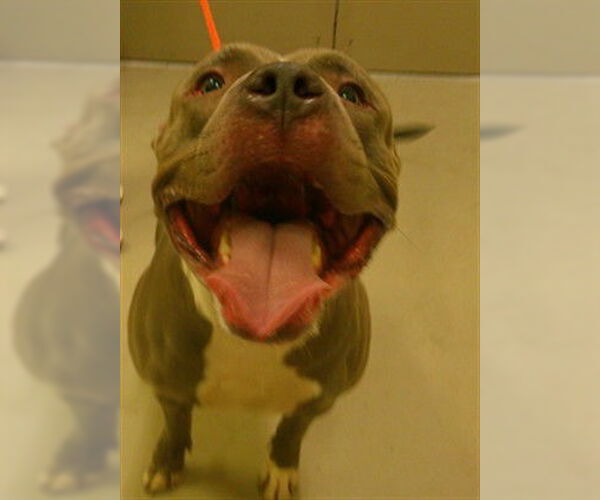 Medium Photo #1 American Pit Bull Terrier Puppy For Sale in Sanford, FL, USA