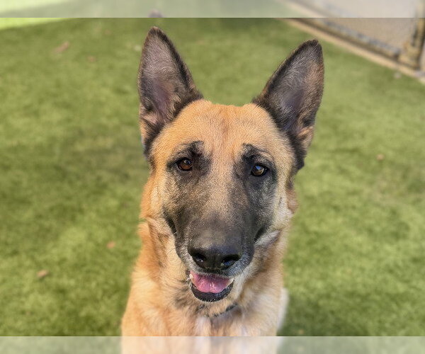 Medium Photo #1 German Shepherd Dog-Unknown Mix Puppy For Sale in Martinez, CA, USA