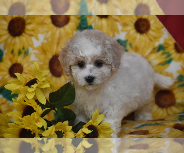 Medium Photo #4 Bichpoo Puppy For Sale in ELDORADO, OH, USA