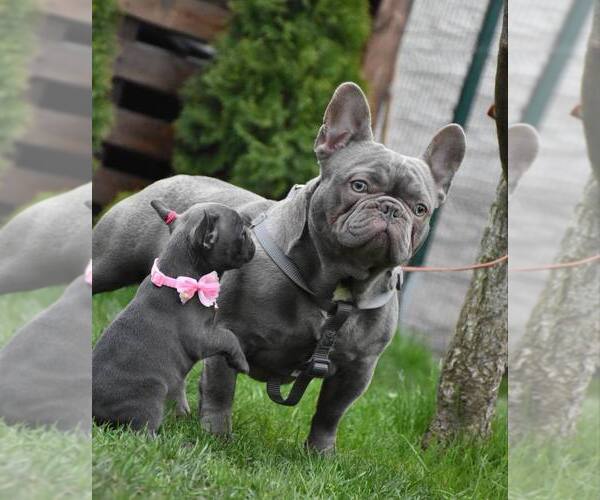 Medium Photo #5 French Bulldog Puppy For Sale in GRESHAM, OR, USA