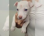 Small Photo #2 Sheprador Puppy For Sale in Spring, TX, USA
