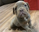 Puppy Junior Olde English Bulldogge