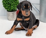 Puppy Cooper Doberman Pinscher