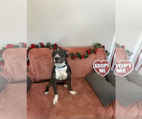 Medium Photo #4 Mutt Puppy For Sale in Rockaway, NJ, USA