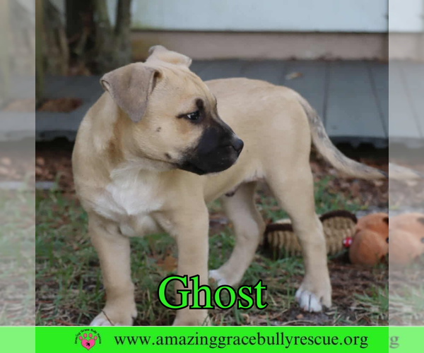 Medium Photo #4 American Pit Bull Terrier-Unknown Mix Puppy For Sale in Pensacola, FL, USA